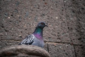 A close-up of a creepy pigeon perched on a ledge, with its head turned slightly to the side. The bird has gray feathers with a glossy green and purple sheen on its neck
