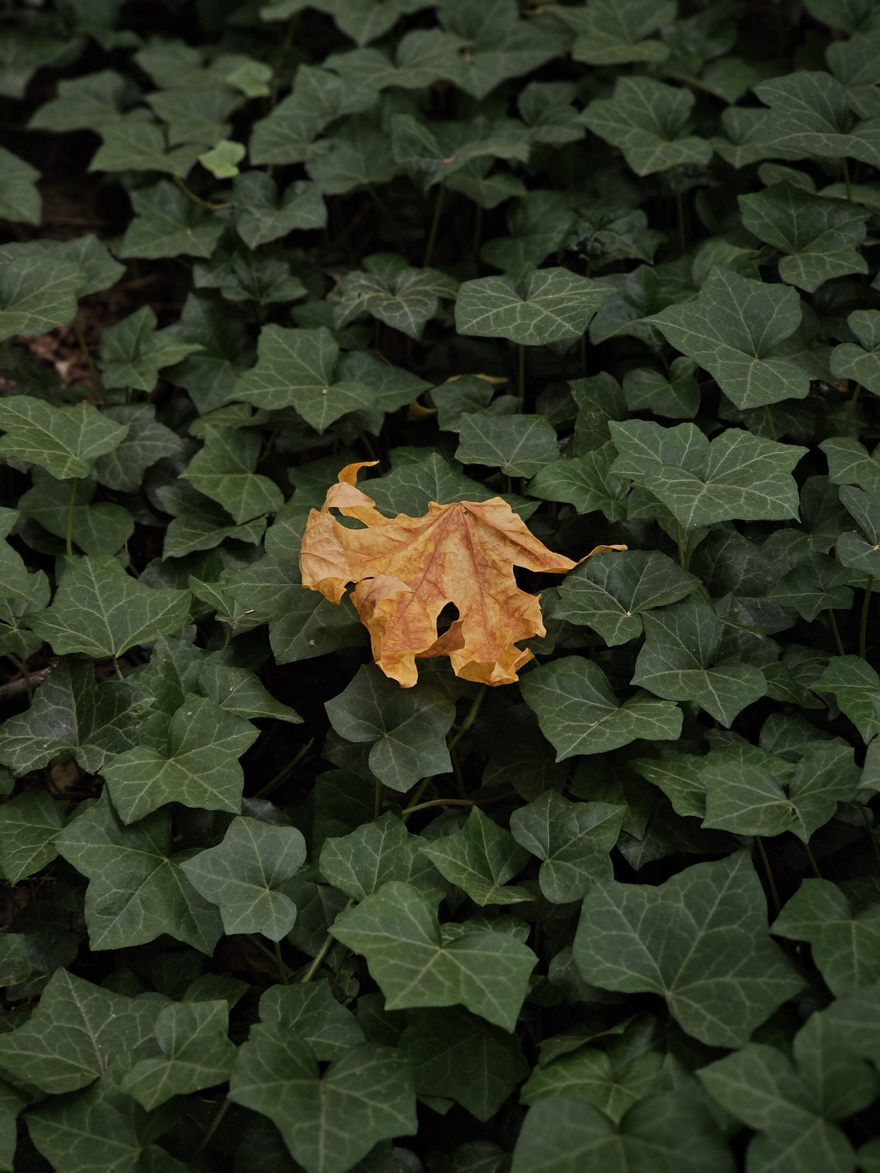 A single golden maple leaf rests on a lush bed of green ivy, marking the quiet arrival of autumn in Washington Park. 