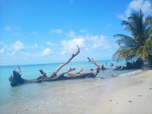 A serene beach scene featuring clear turquoise waters, soft sandy shores, and a few scattered, weathered tree branches and stumps along the shoreline.
