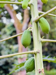 Several young, green papayas growing directly on the trunk of a papaya tree.
