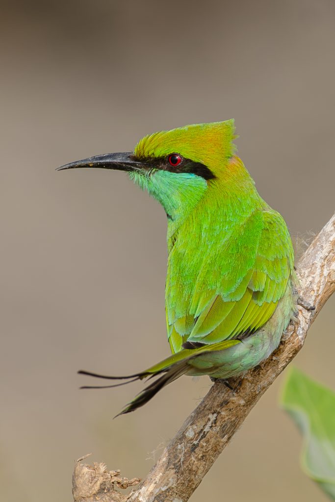 A Green Bee-eater rests on a branch, its bright green feathers set off by a black eye-stripe, red eyes, and elegant tail streamers.
