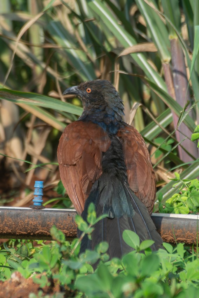 A Greater Coucal with glossy black head and neck and rich brown wings perches on a rusty pipe amid green foliage.