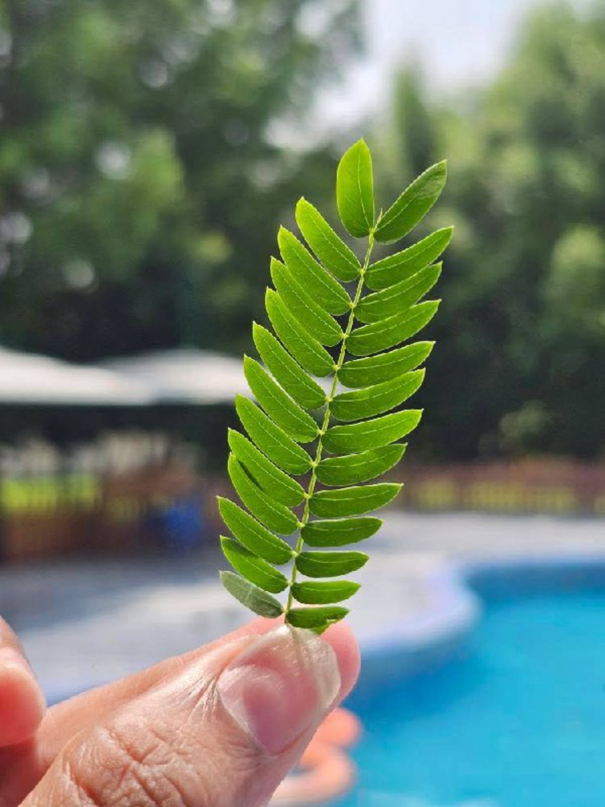 A hand is holding a vibrant green leaf in front of a blurred background, which includes a swimming pool and greenery.