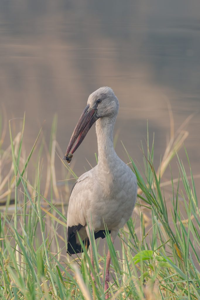 A lone Asian Openbill Stork stands quietly in the shallow water.