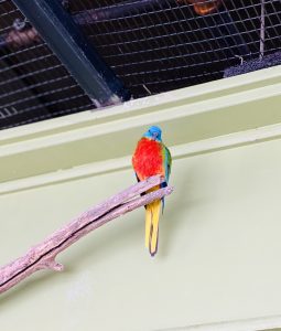 A brightly colored bird with a red chest, blue head, and yellow tail perched on a branch.
