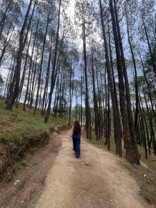 A girl with long hair, seen from behind, walks on a trail path through a tall pine forest. 