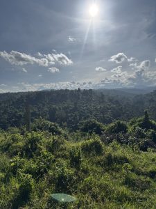 A lush, green landscape is bathed in bright sunlight under a partly cloudy sky. The foreground is filled with tall grass and plants, leading into a dense, sprawling forest that covers a series of rolling hills in the distance