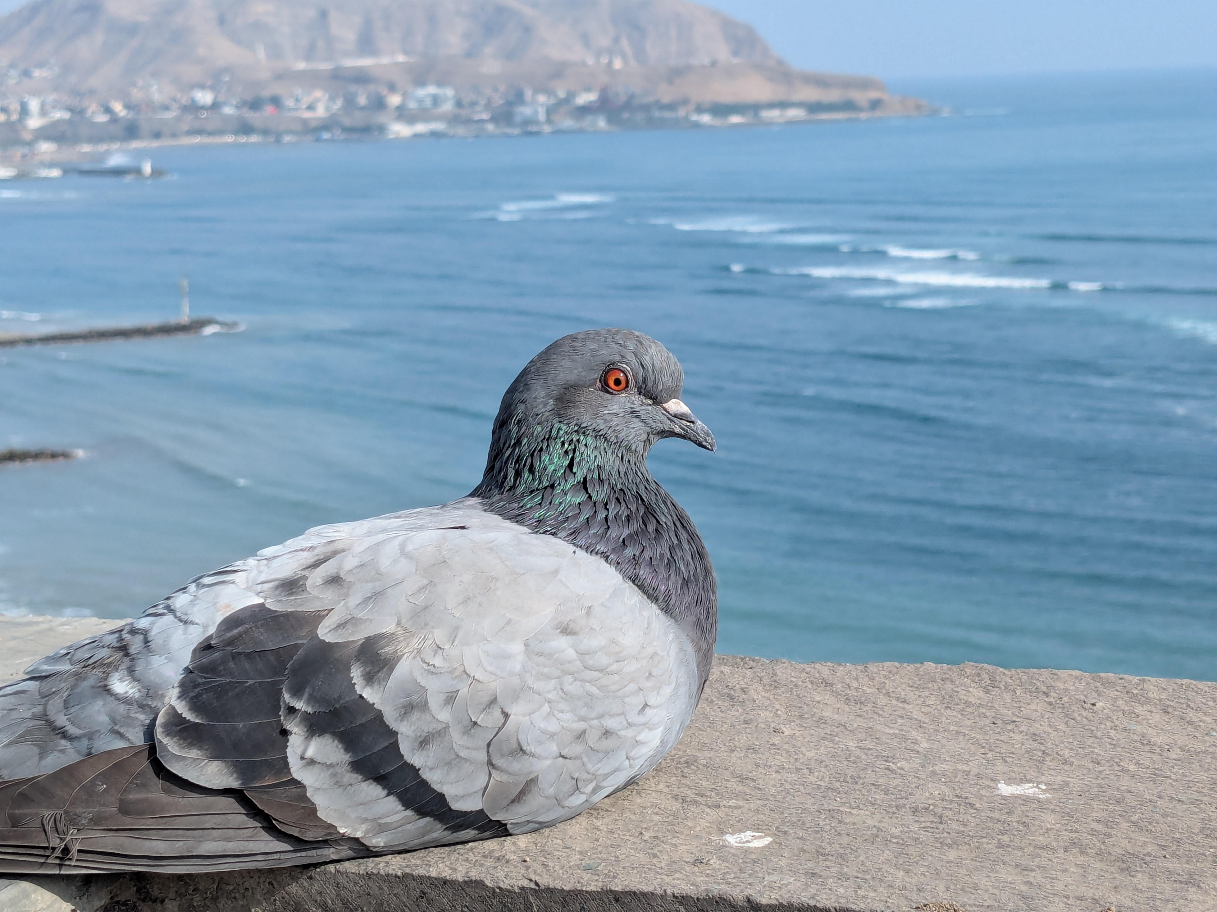 Close-up of a pigeon with gray feathers and an iridescent teal patch on its neck. The bird is sharply lit on a sunny day, with the blue Pacific Ocean and the coastal landscape of Lima, Peru, softly blurred in the background.