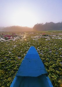 The image shows the bow of a blue boat floating on a calm body of water covered with green lily pads and pink lotus flowers.