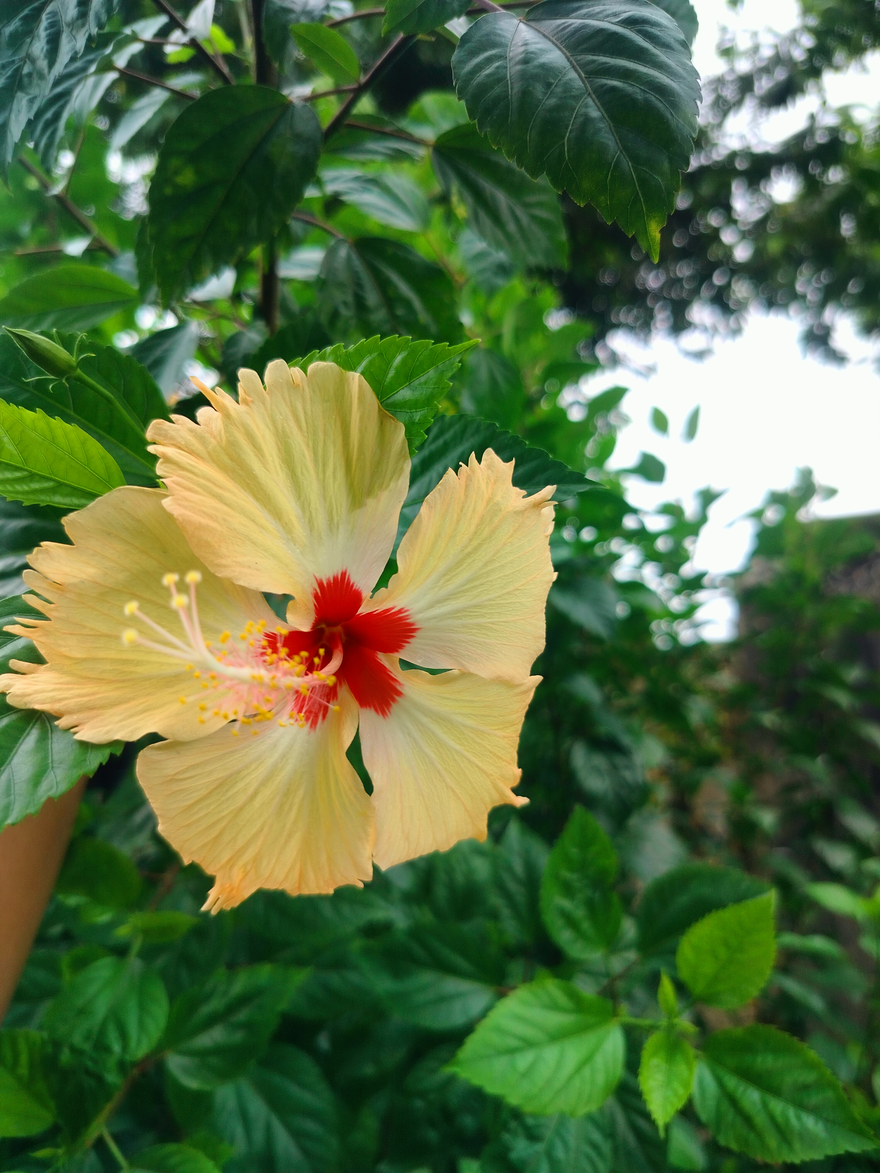A vibrant hibiscus flower with pale yellow petals and a striking red center is surrounded by lush green leaves.