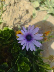 Close-up of a single purple daisy-like flower with a dark blue center, surrounded by green leaves.