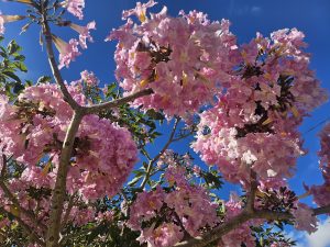 Branches filled with blooming pink roble sabana flowers, standing out brightly against a clear blue sky. #SummerPhotoContest 
