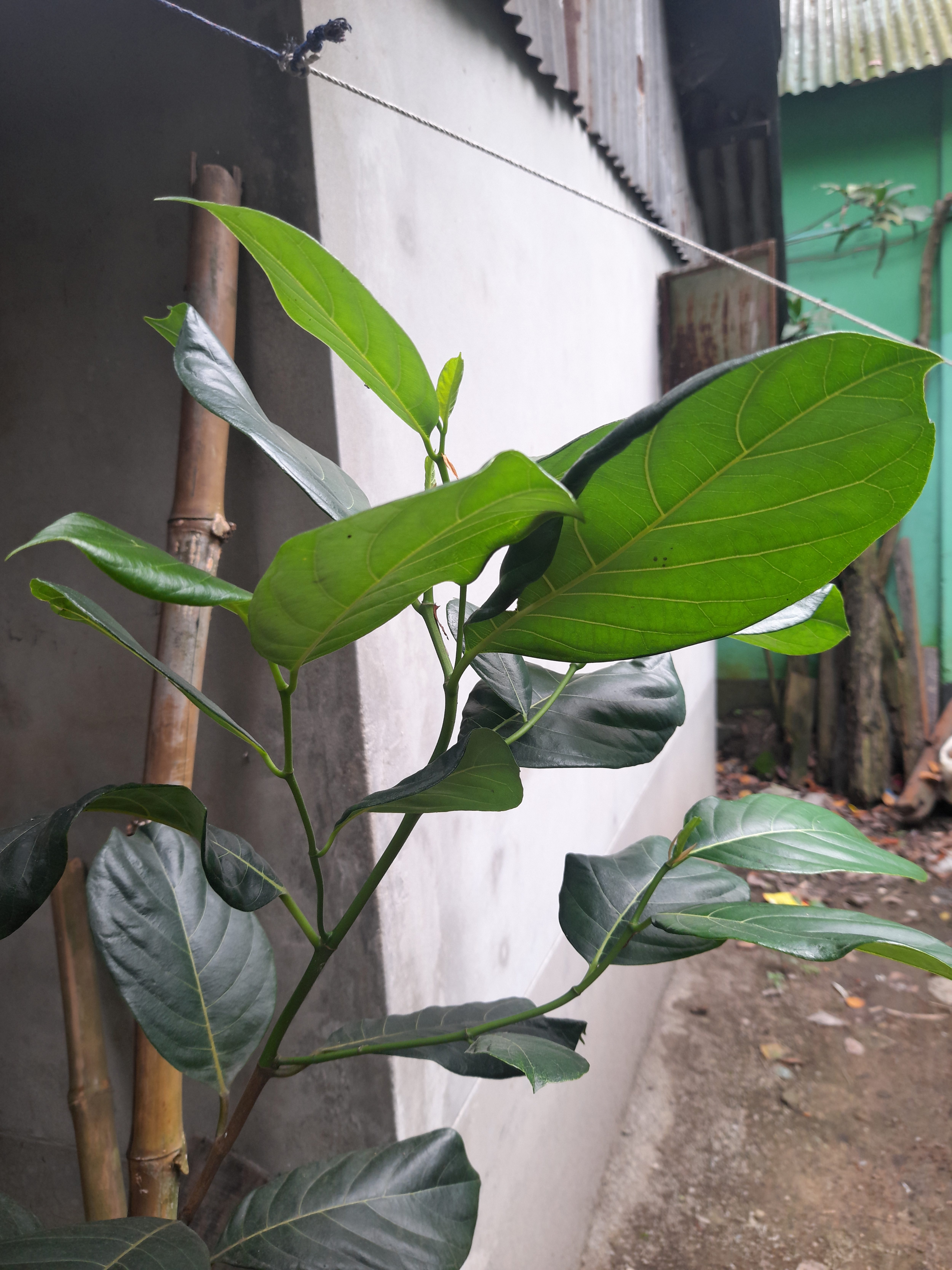 A close-up view of a leafy green plant with large, glossy leaves. The plant is positioned beside a concrete wall and a bamboo post. In the background, a glimpse of a green structure and additional vegetation is visible. The scene appears to be outdoors, suggesting a garden or backyard setting.