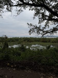 A tranquil landscape featuring a body of water surrounded by lush greenery, with a few trees in the foreground and a cloudy sky overhead. The scene is serene, suggesting a natural setting that blends vegetation and water, evoking a sense of calm.