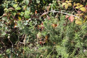 In the Scottish Highlands, wild blackberries grow in the summer sunshine, tucked between the sharp gorse thorns on a rocky outcrop.