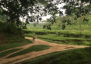 A person walks along a winding dirt path surrounded by lush green tea plantations. The individual, dressed in light-colored clothing and a wide-brimmed straw hat, carries something in their hands. 