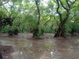 The picture of a dense, lush forest with trees with water in its ground. The greenery shows tropical and subtropical climate/ wetland.
#SummerPhotoContest

