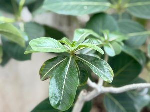 A close-up view of green leaves with a glossy texture, featuring prominent veins and a shiny surface, set against a blurred background of additional foliage.
