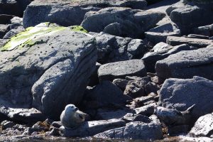 Seals sunbathing on the rocks.