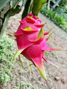 A vibrant pink dragon fruit hangs from a green cactus branch, showcasing its spiky, leaf-like tips. 