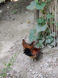 Two brown and black chickens are seen pecking at the ground in a dusty area surrounded by green leaves and small plants