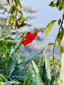 A vibrant red hibiscus flower hangs from a slender branch, surrounded by lush green leaves. 