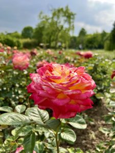 A vibrant pink and yellow rose stands in the foreground, surrounded by a lush garden of roses.
