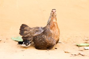 A brown hen stands on the ground, facing the camera with a serious expression, while a small black and white chick pecks the ground nearby. 