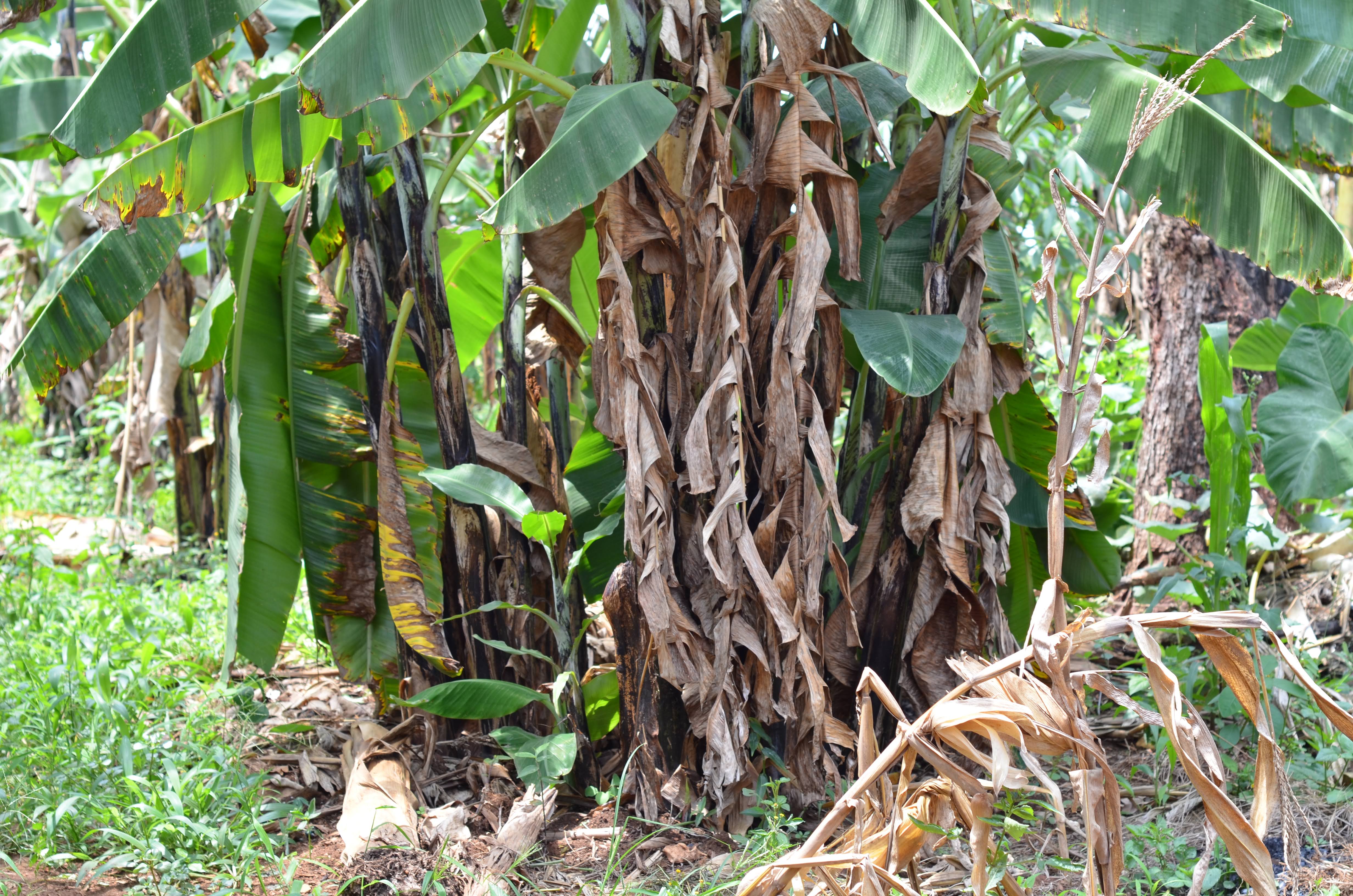 A cluster of banana plants is depicted, featuring both healthy green leaves and several dried, brown fronds.