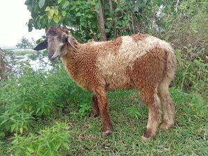 A brown and white sheep stands in a grassy area, surrounded by greenery. 