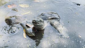 A close-up view of two turtles partially submerged in murky water, surrounded by floating leaves and green algae.