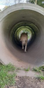 Cream-colored Labrador dog walking inside a concrete tunnel at Simón Bolívar Park, Bogotá. 
