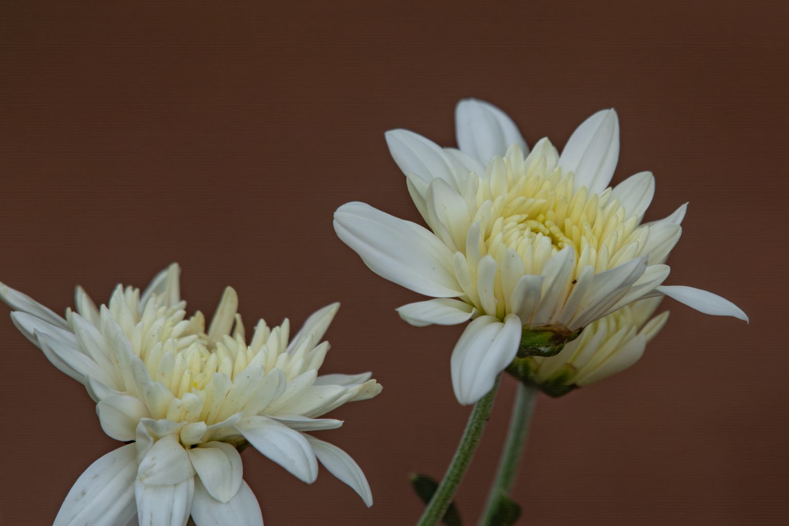 Two white flowers with long petals and yellow centers against a warm brown background.