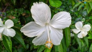 A close-up of a white hibiscus flower with delicate, layered petals and a prominent cluster of yellow and white stamen at its center.