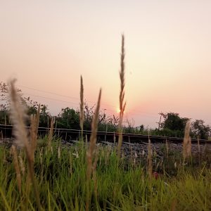 A serene sunset view featuring tall grasses and plants in the foreground, with a faint glimpse of the sun setting on the horizon. In the background, a blurry train track runs parallel, bordered by greenery and faint silhouettes of trees.