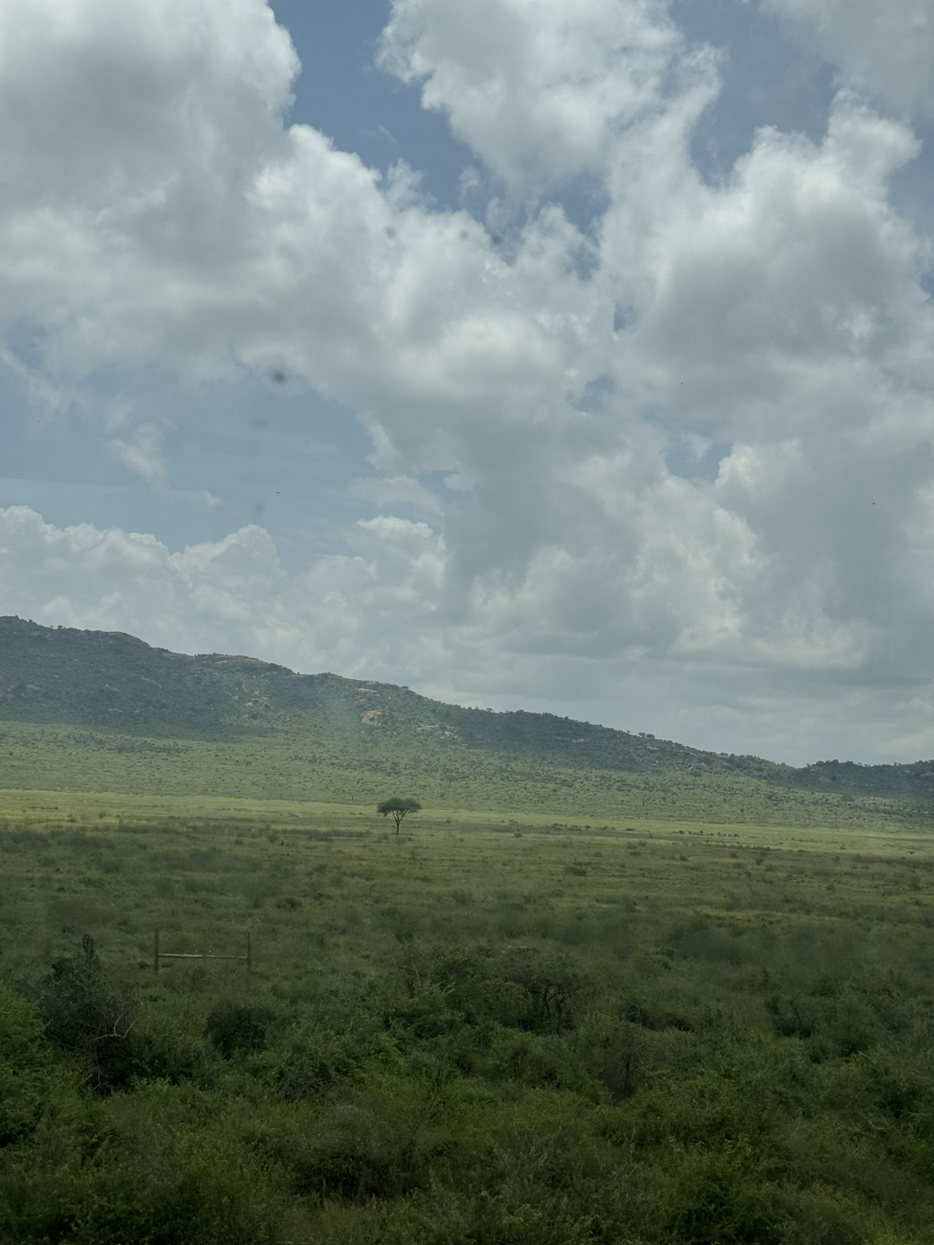 A landscape photo showing a vast green plain with a single acacia tree in the middle ground,set against a backdrop of rolling,green hills under a cloudy sky.