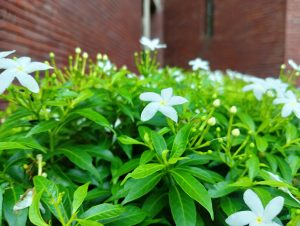 A close-up view of a lush green plant featuring clusters of small white flowers with five petals. The background consists of a brick wall that adds texture to the scene, enhancing the vibrant greenery and delicate blooms in the foreground.