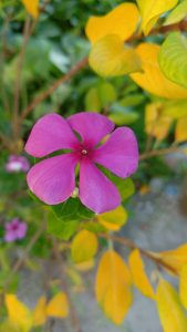 A close-up of a vibrant pink flower with five petals, surrounded by green leaves and yellow leaves in the background.
