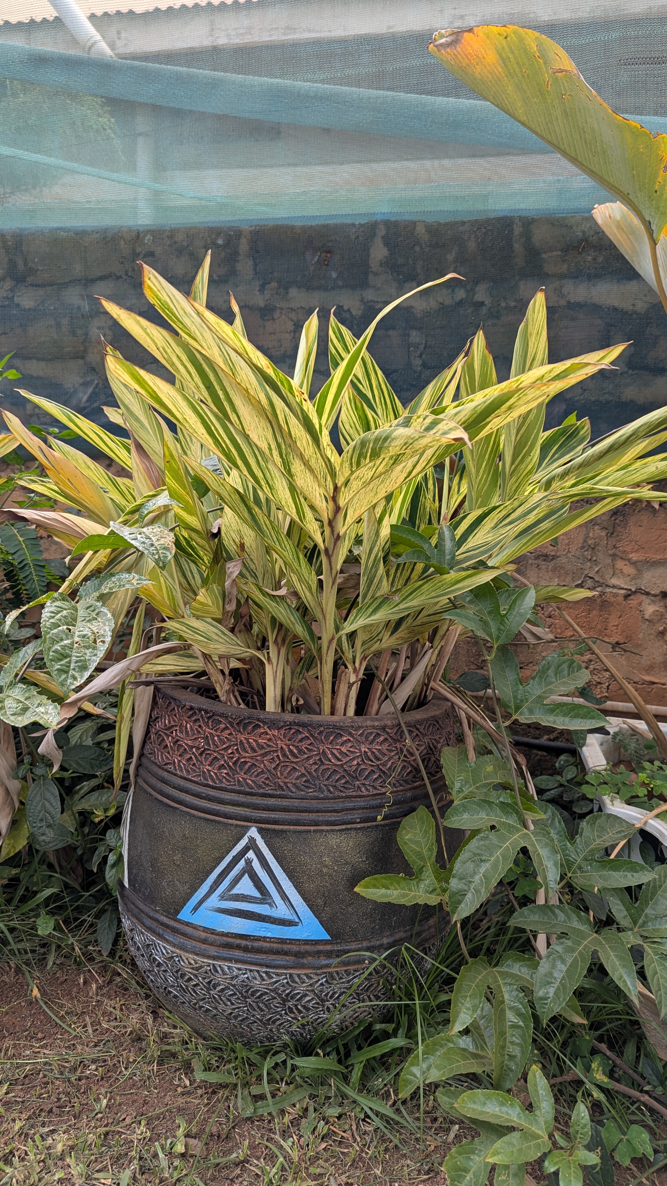 Green and yellow leafy plant in a painted cement vase.