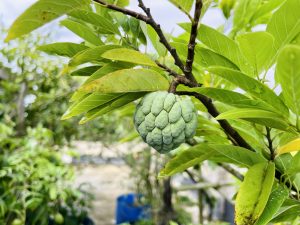 A green custard apple hangs from a branch surrounded by vibrant green leaves. 

