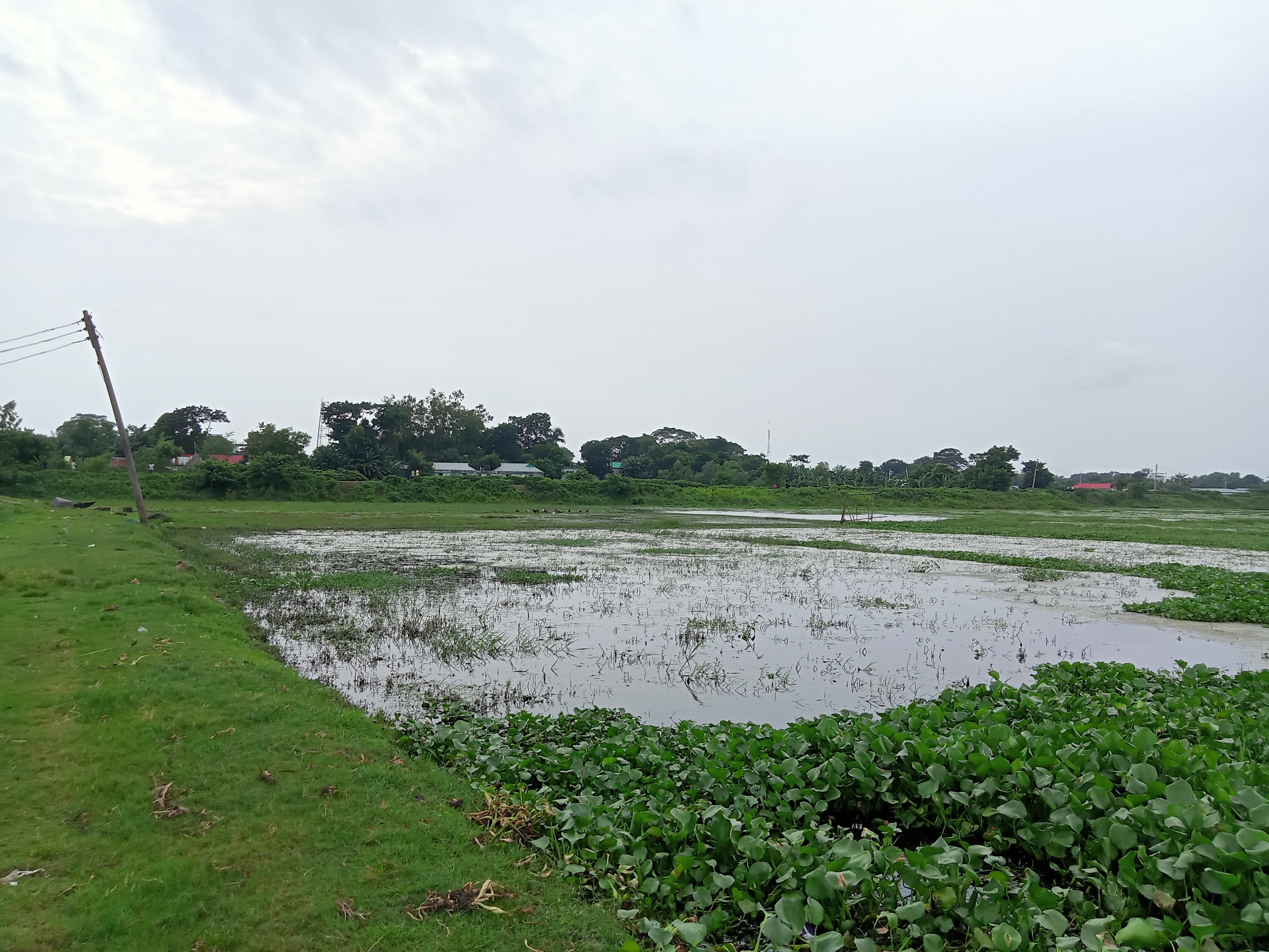 The picture of a wet land with visible water and gresses on it, on it's side is the wooden electric pole and few houses on its background. Brahmanbaria, Bangladesh #SummerPhotoContest