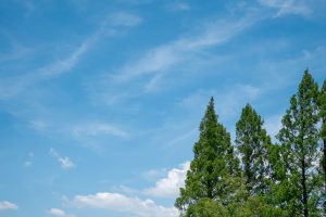 Clear blue sky with wispy clouds above tall evergreen trees, capturing a fresh summer atmosphere.
