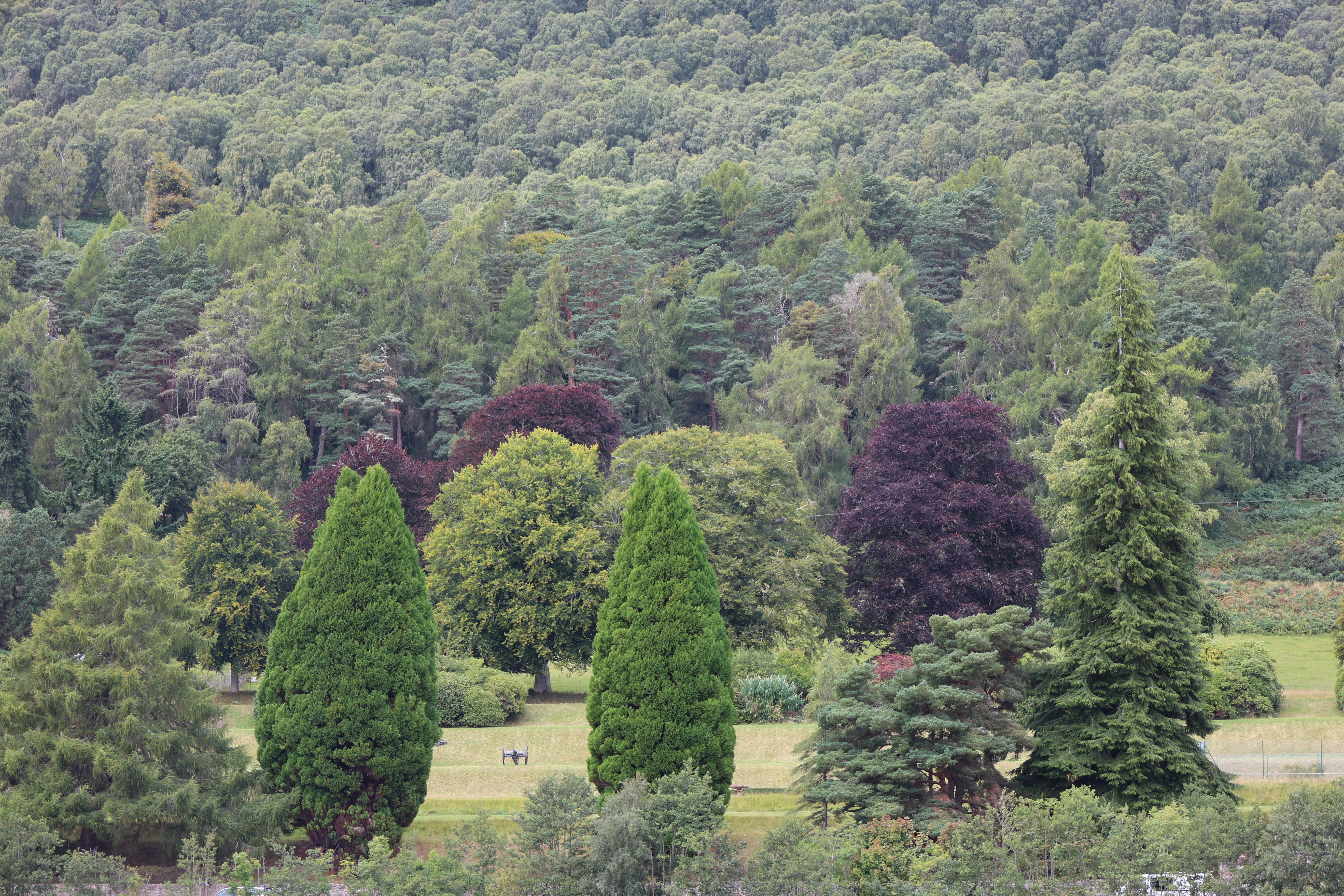 A scenic view of a diverse forest landscape featuring a variety of trees, including tall conifers and broadleaf trees displaying shades of green, purple, and yellow.  