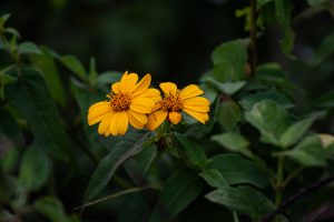 Deep yellow flower shot in the evening