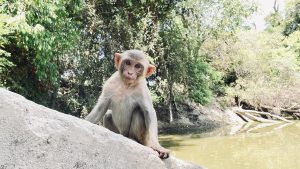 A curious baby monkey perched on a rock by the serene waters of Keoladeo National Park, surrounded by lush greenery under the summer sun. 