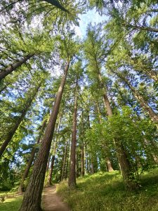 The Redwood Deck and Redwood Grove Loop Trail at Hoyt Arboretum in Portland, Oregon. 