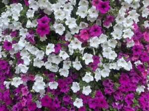 A vibrant array of petunia flowers in shades of white and deep magenta, densely clustered together. The blossoms showcase a mix of fully opened and partially closed flowers, creating a lush and colorful display. Green foliage is visible among the blooms, providing a natural backdrop.
