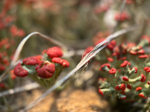 Closeup of green lichen with red tips, a blade of dried grass cutting across the scene.