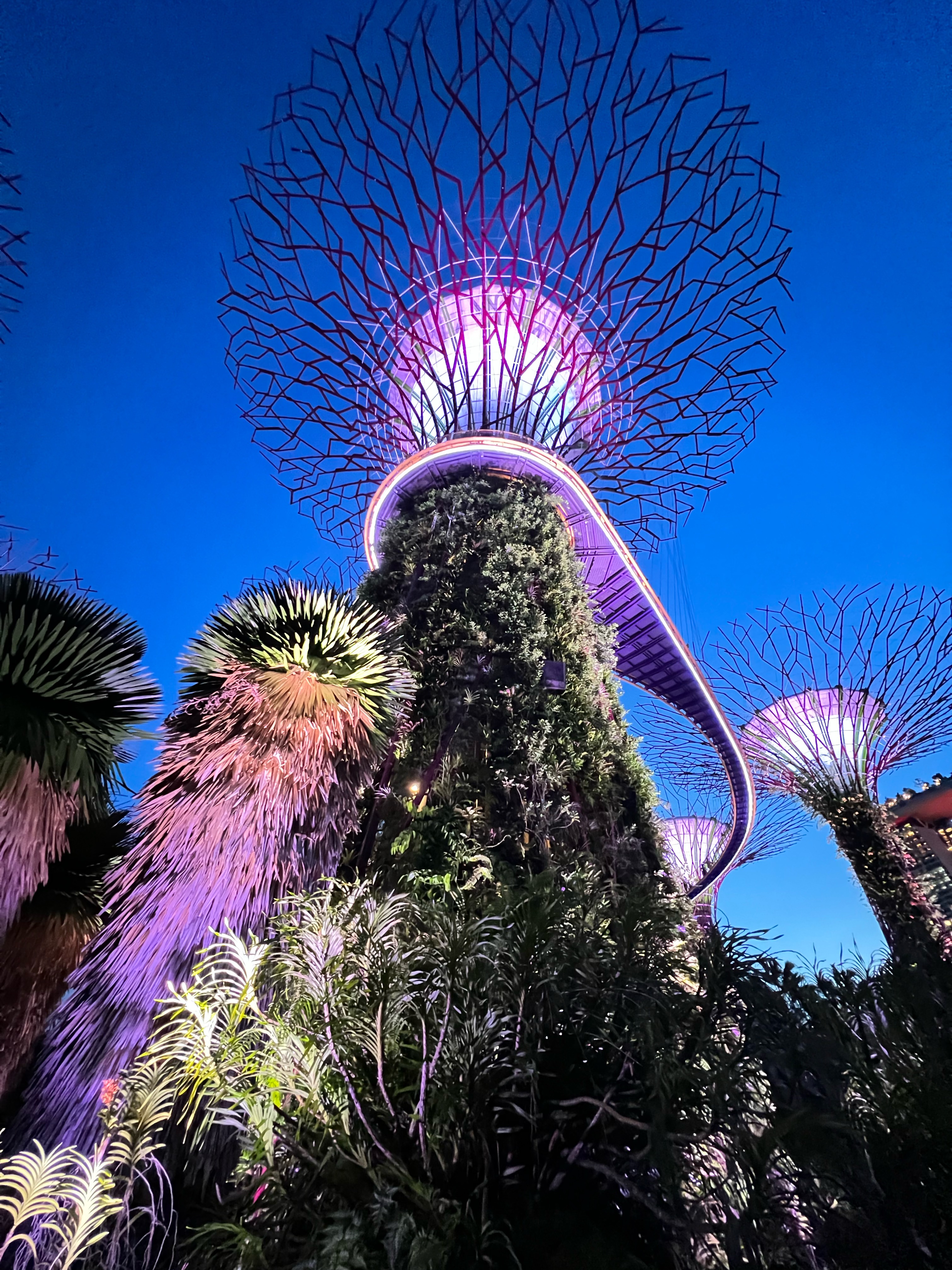 A large, illuminated Supertree at night, with a walkway curving around it, set against a dark blue sky. The tree's crown is glowing with pink and purple light.
