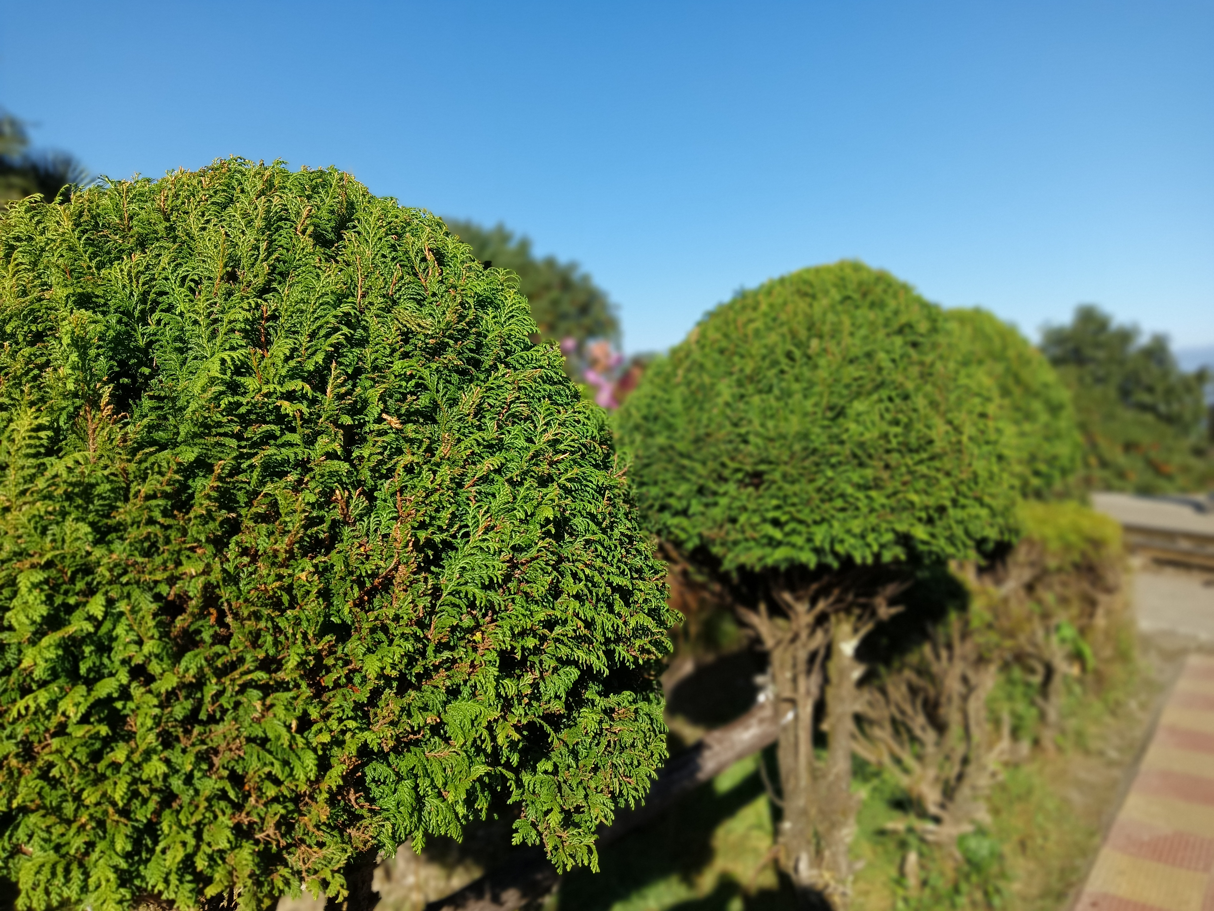 A row of neatly shaped, rounded green shrubs against a clear blue sky. The foreground features a close-up of one shrub with dense foliage, while others are blurred in the background. The scene suggests a well-maintained garden or public park area.